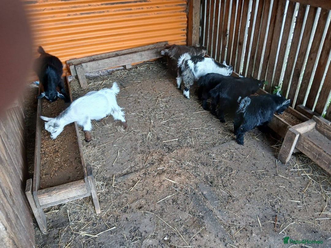 Goats livestock for sale: Pygmy Goat Wether kids for sale  - Image 10
