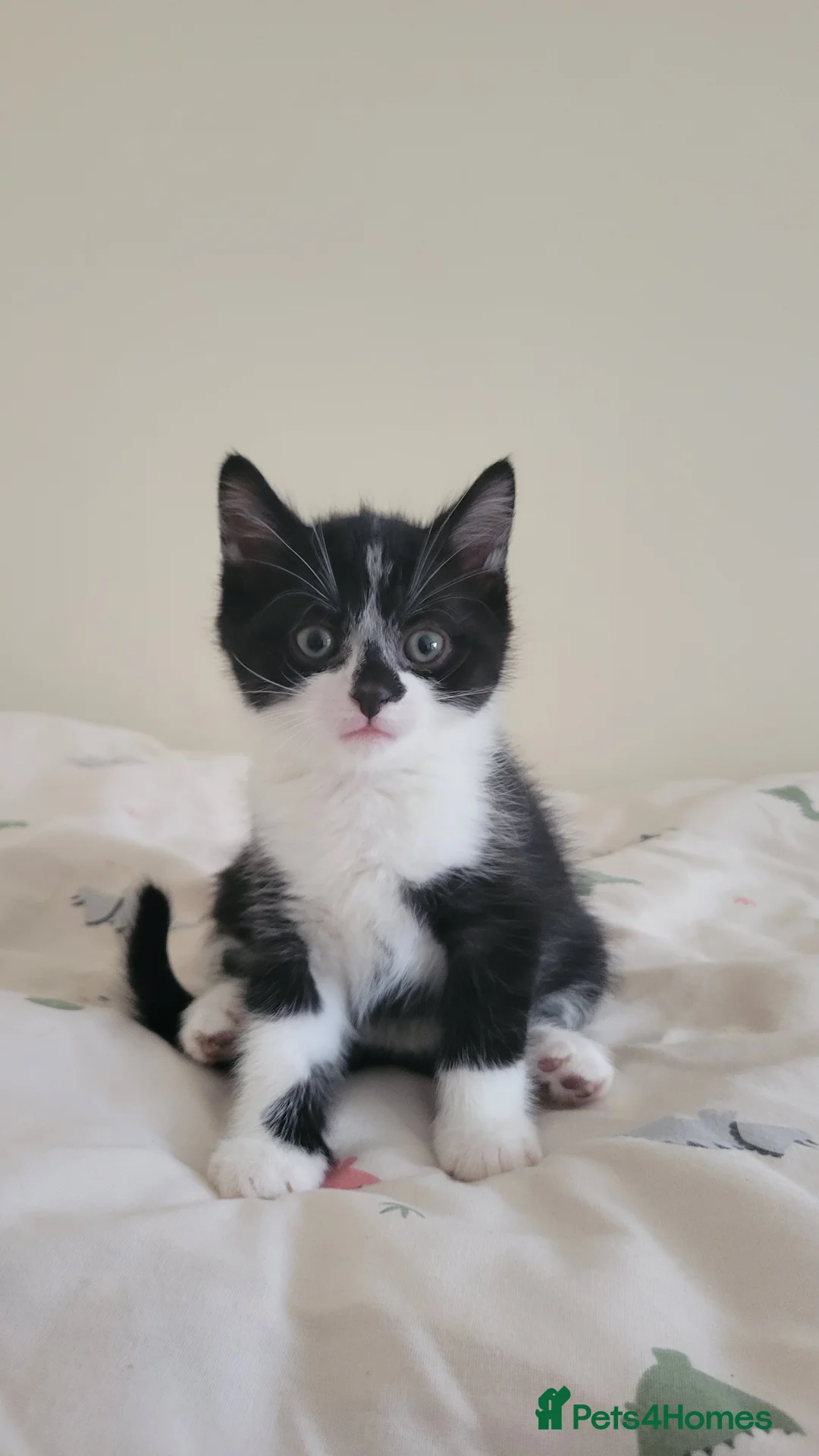 Mixed Breed cats for sale: 6 adorable kittens Ready for their forever homes - Advert 8