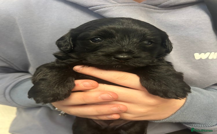 Mixed Breed dogs 3 beautiful boy yorkipoos   - Advert 8