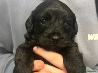 Mixed Breed dogs 3 beautiful boy yorkipoos - Advert 14