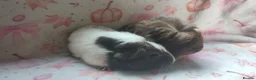 Guinea Pig rodents for sale: Beautiful pair of girl guinea pigs aka sow ready  - Advert 3
