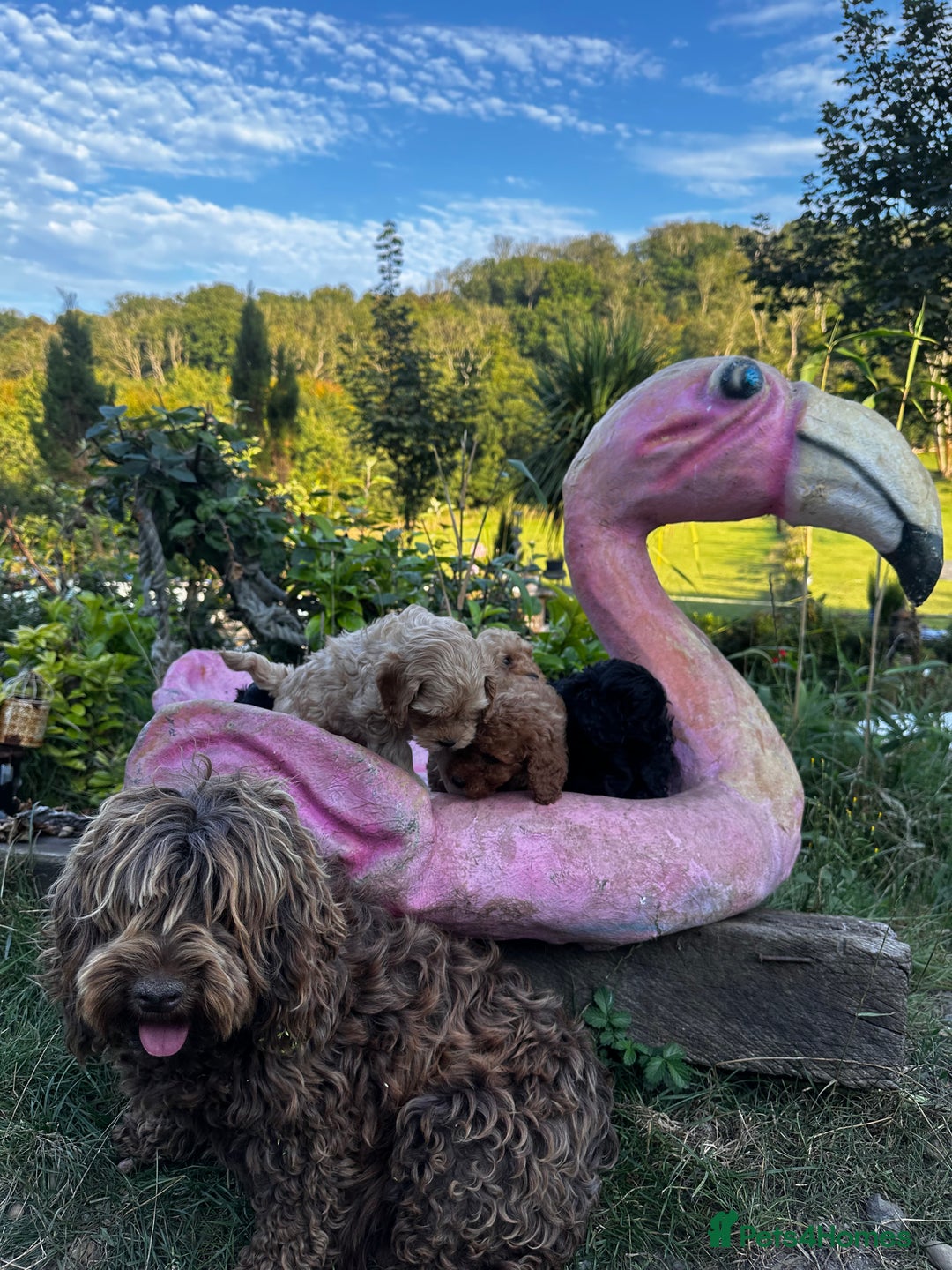 Cockapoo dogs for sale: Lovely litter cockapoo  - Image 5