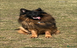 German Shepherd dogs for sale: 🏆quality KC registered long haired GSD pups🏆 - Image 6
