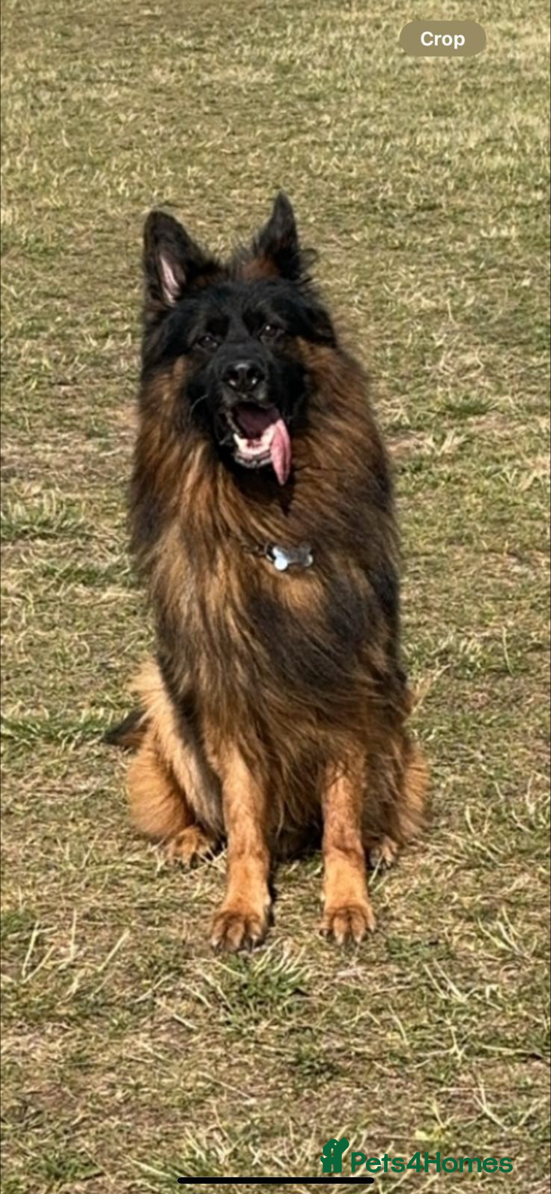 German Shepherd dogs for sale: 🏆quality KC registered long haired GSD pups🏆 - Image 6