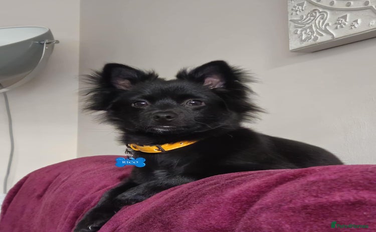 Mixed Breed dogs - Advert 2