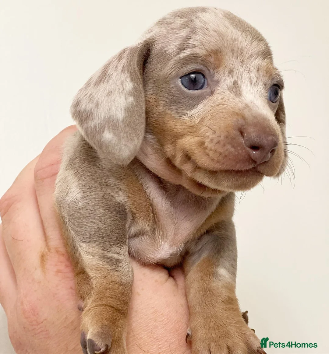 Miniature Dachshund dogs for stud: ISABELLA AND TAN DAPPLE DACHSHUND  in Sunderland - Advert 19