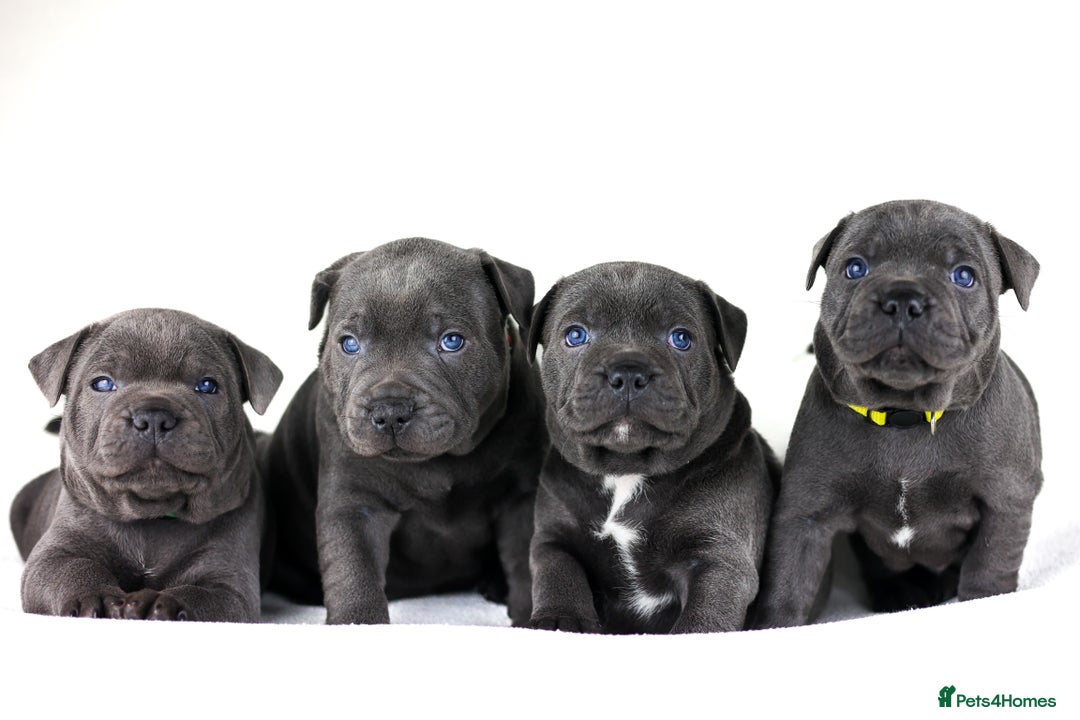 Staffordshire Bull Terrier dogs for sale: 💙KC Staffordshire Bull Terrier puppies 💙 - Advert 1