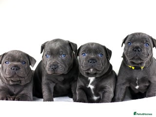 Staffordshire Bull Terrier dogs 💙KC Staffordshire Bull Terrier puppies 💙 - Advert 11