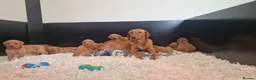 Labrador Retriever dogs for sale: Beautiful Labrador Puppies KC REGISTERED - Advert 8