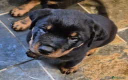 Rottweiler dogs for sale: Rottweiler Puppies in Great Yarmouth - Image 13
