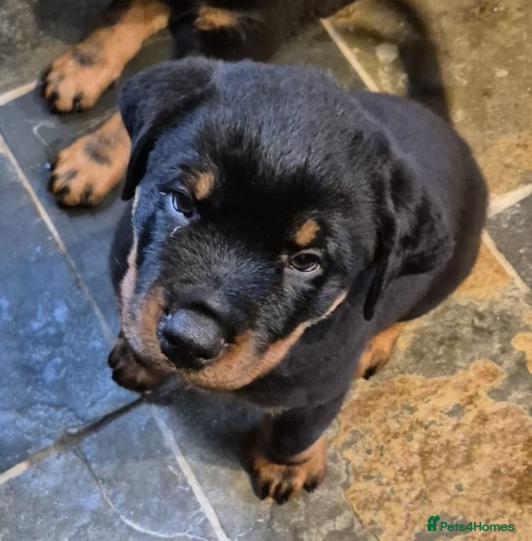 Rottweiler dogs for sale: Rottweiler Puppies in Great Yarmouth - Image 13