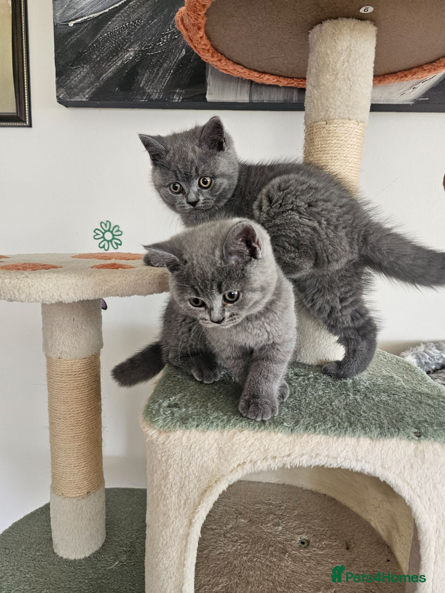 British Shorthair cats British Shorthair  - Advert 9