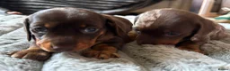 Miniature Dachshund dogs for sale: Two miniature dachshund  - Advert 11