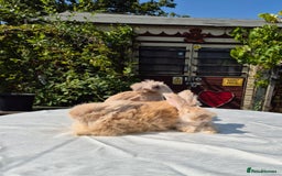 Angora rabbits for sale: Gorgeous Pedigree Full Faced Angora  - Image 3