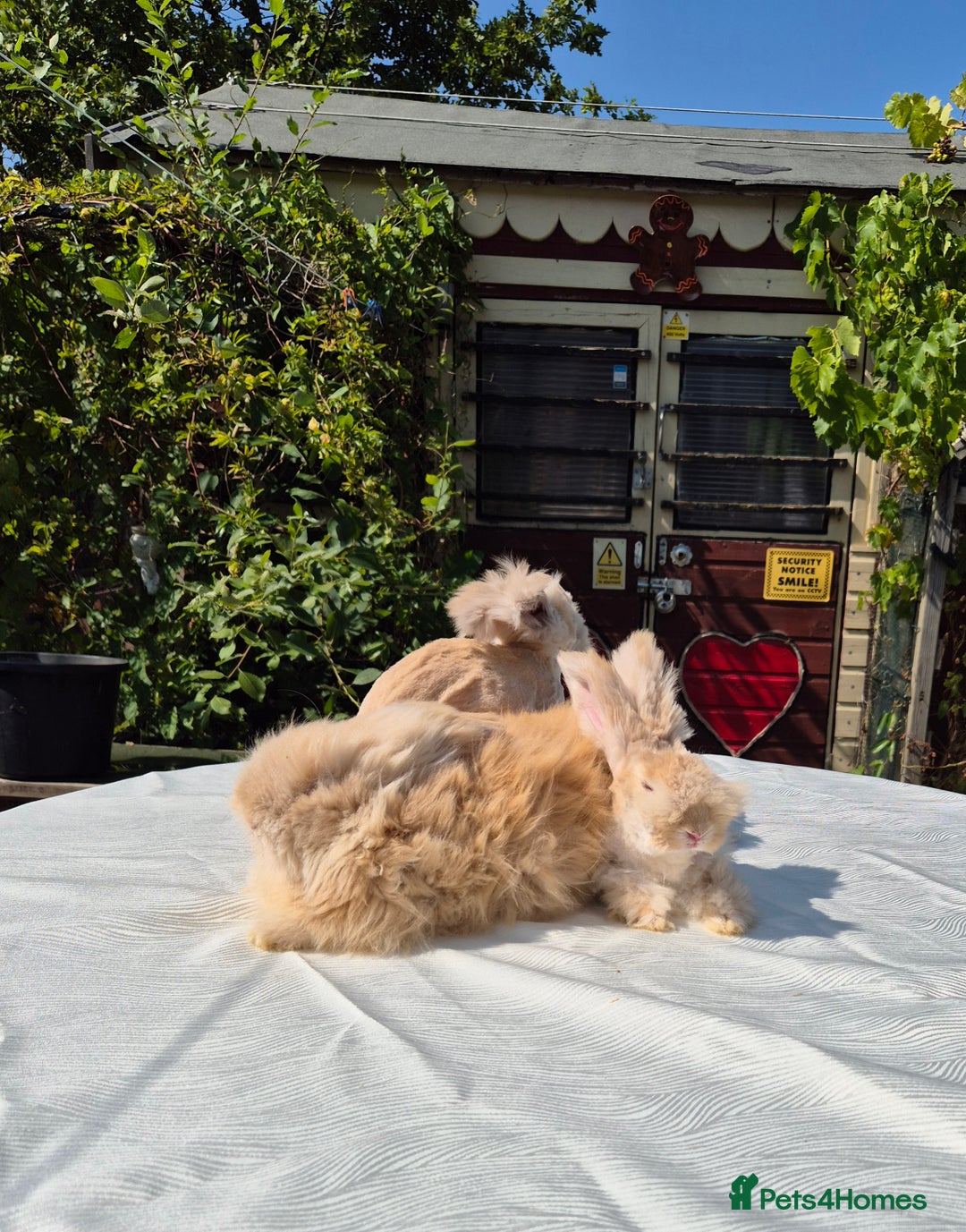 Angora rabbits for sale: Gorgeous Pedigree Full Faced Angora  - Image 3