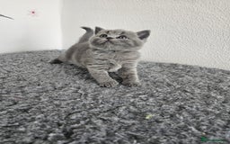 British Shorthair cats for sale: British Shorthair kittens  - Image 9