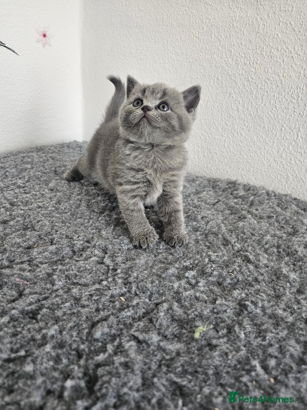 British Shorthair cats for sale: British Shorthair kittens  - Image 9