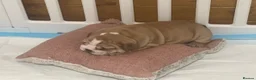 English Bulldog dogs for sale: Beautiful English Bulldog Puppies  in Swindon - Advert 5