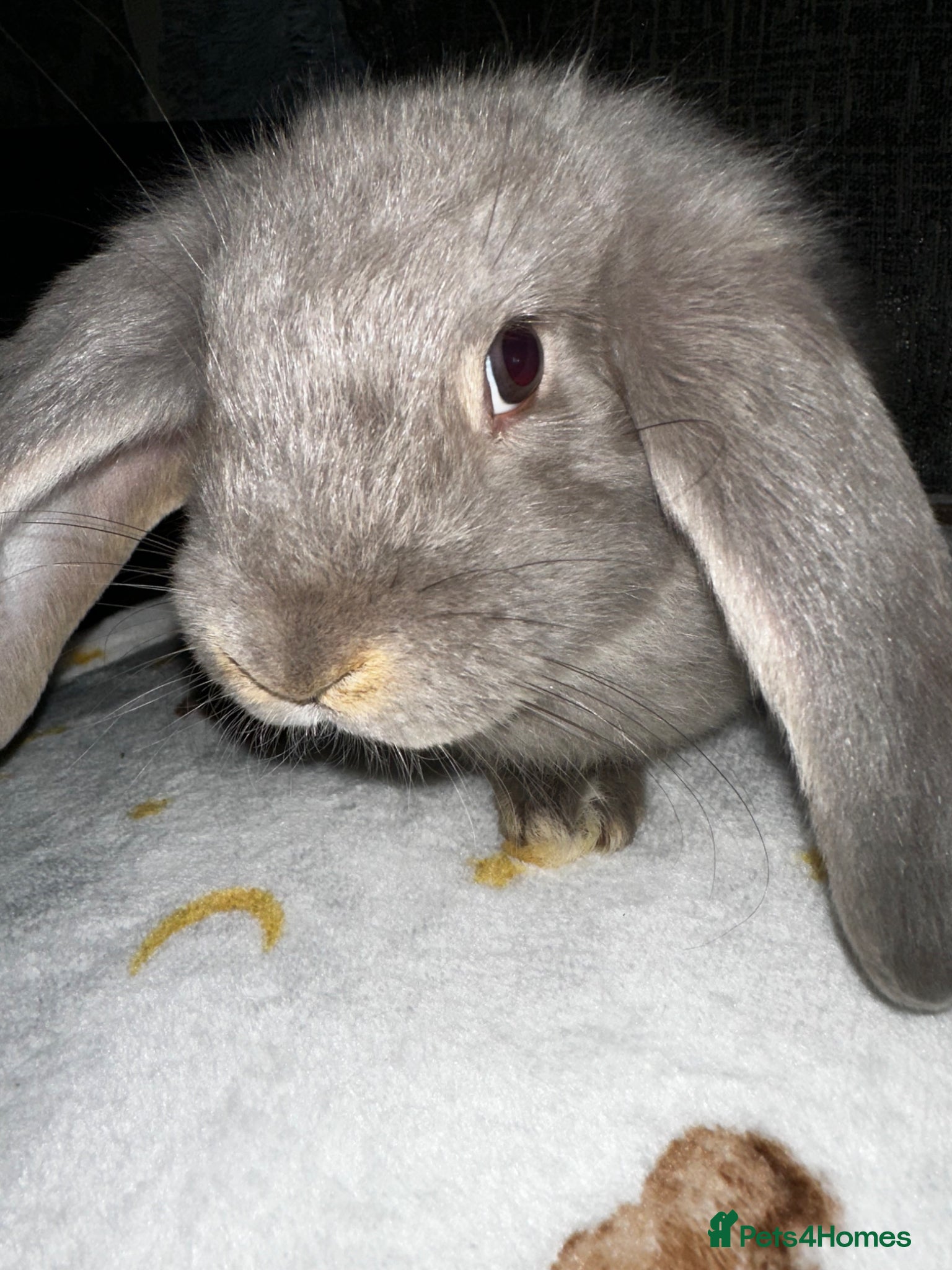 Mixed Breed rabbits Angora X French Lop (2 FEMALE) - Advert 1