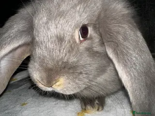 Mixed Breed rabbits Angora X French Lop (2 FEMALE) - Advert 1