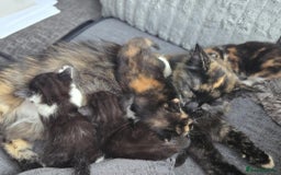 Mixed Breed cats for sale: Maine coon mix kittens for sale.  - Image 7