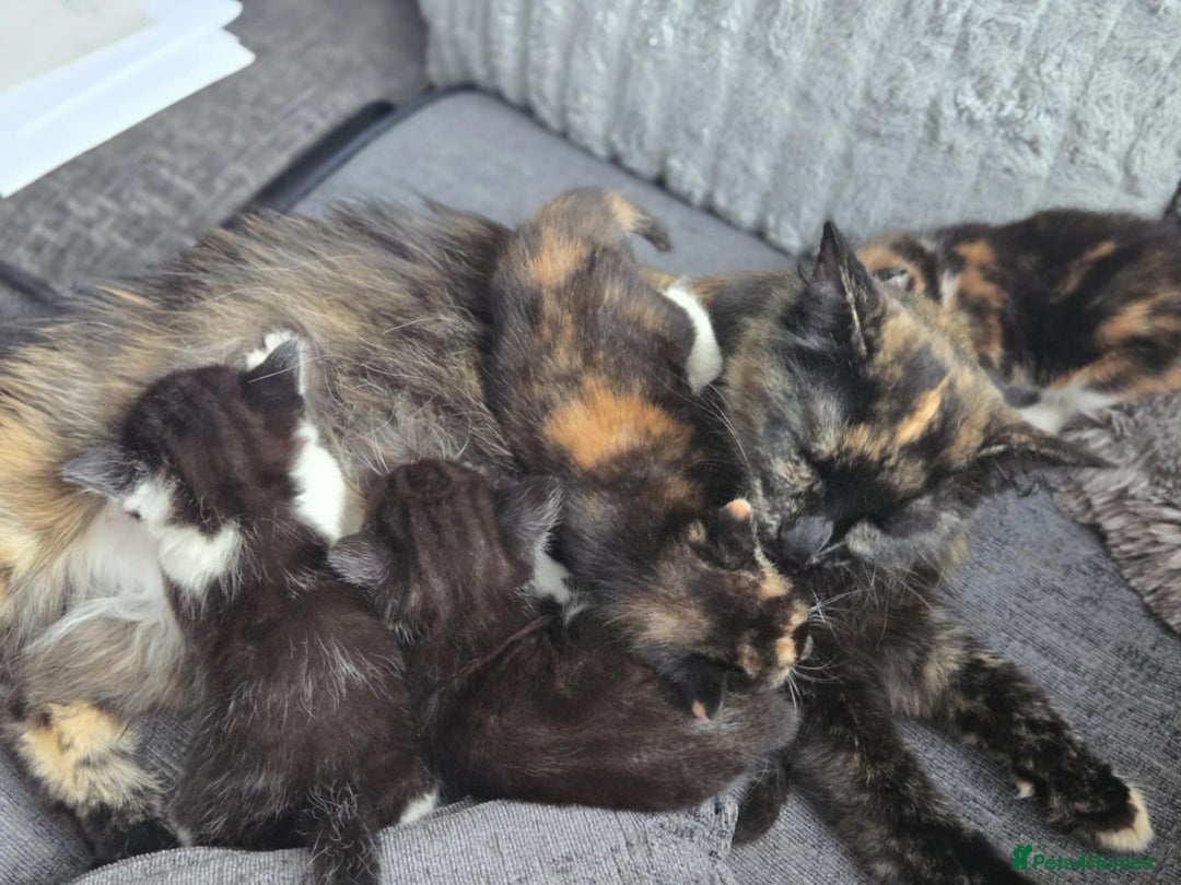 Mixed Breed cats for sale: Maine coon mix kittens for sale.  - Image 7