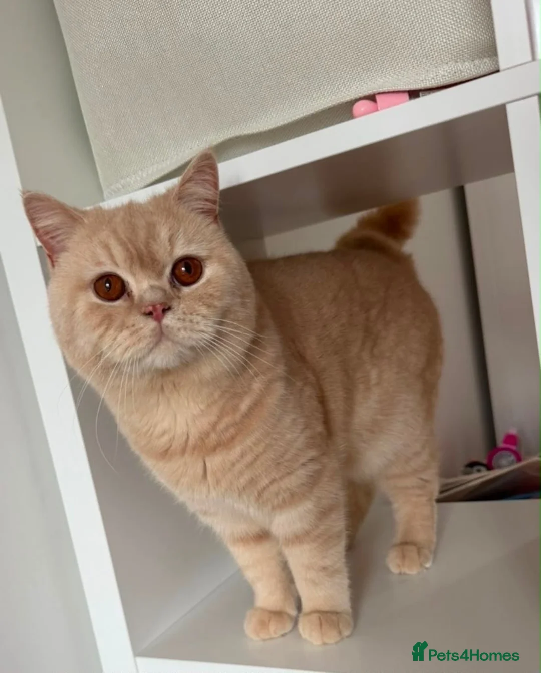 British Shorthair cats for sale: Fully active cream British made  - Advert 1