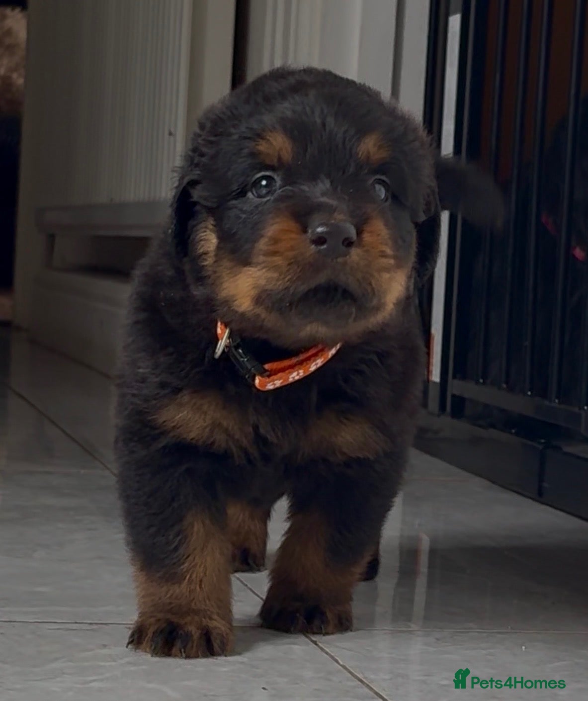 Rottweiler dogs Last Remaining Puppy - KC Registered Rottweilers - Advert 1