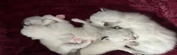 Ragdoll cats for sale: 3 Beautiful Pure Ragdoll Kittens – Blue Eyed  in Abingdon - Advert 8