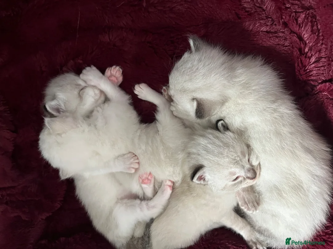 Ragdoll cats for sale: 3 Beautiful Pure Ragdoll Kittens – Blue Eyed  in Abingdon - Advert 8