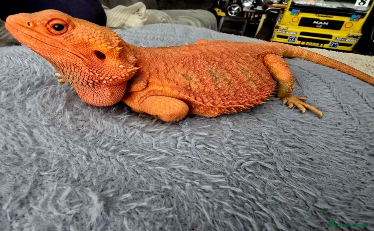 Bearded Dragon reptiles - Advert 14