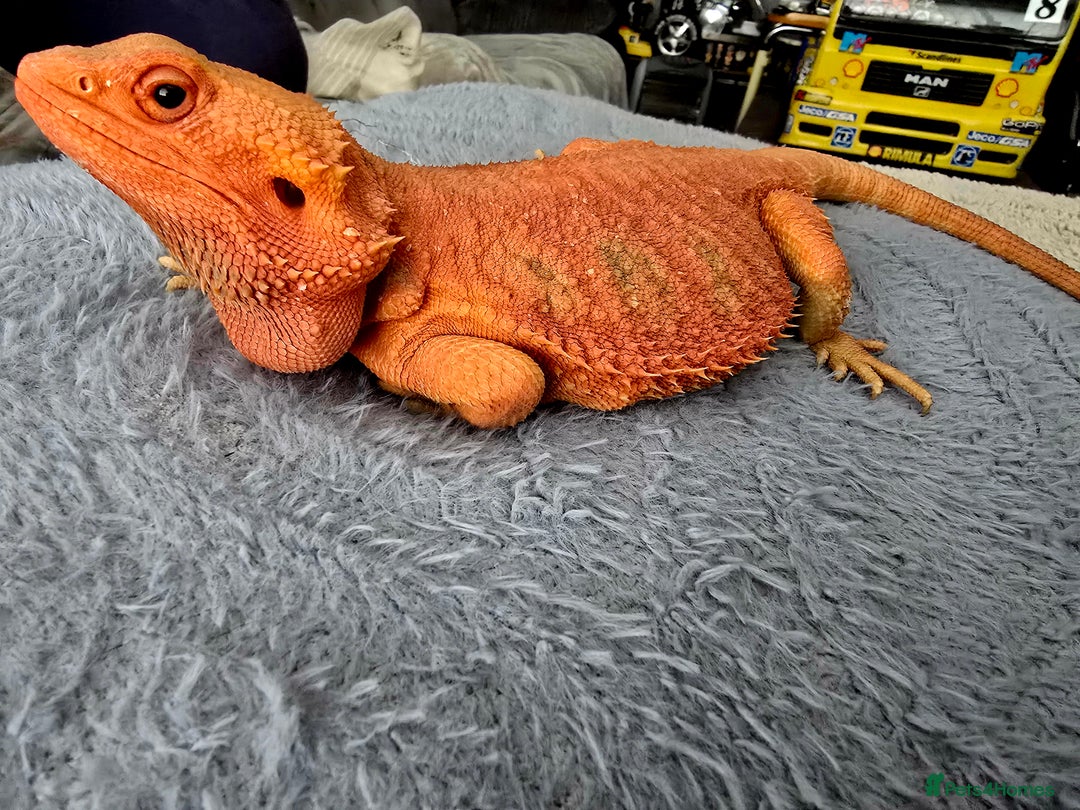 Bearded Dragon reptiles for sale: Red bearded dragon  - Image 1
