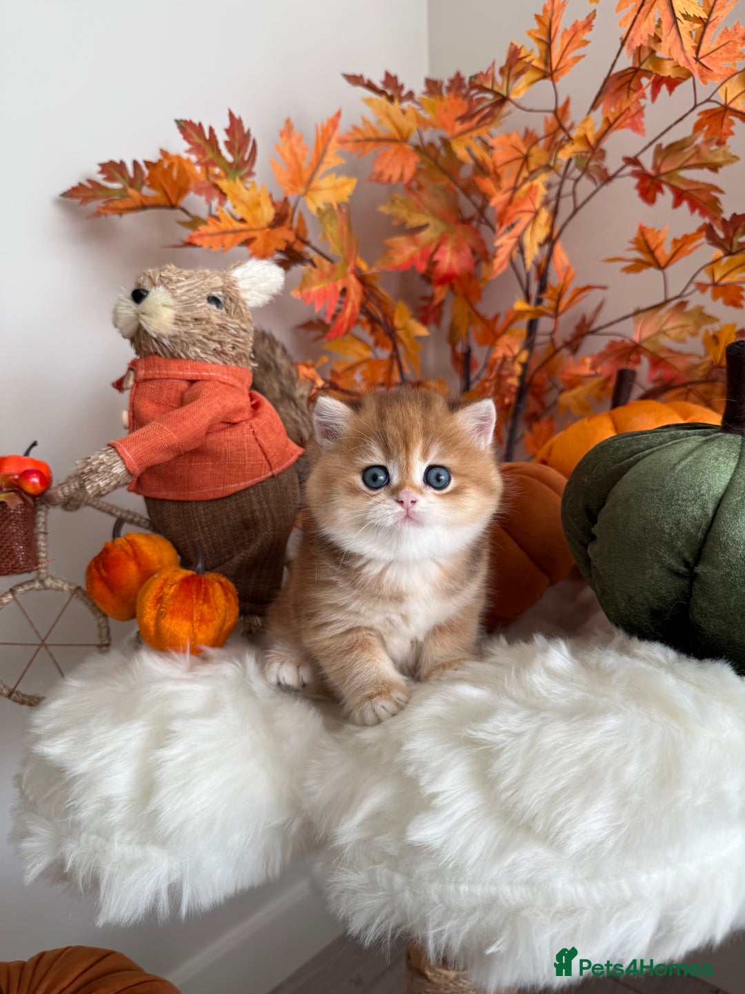 British Shorthair cats for sale: Golden British Shorthair  - Image 5