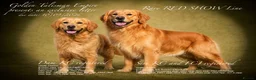Golden Retriever dogs for sale: 35*GEN RARE RED SHOW LINE HEALTH CERTIFICATED - Advert 1