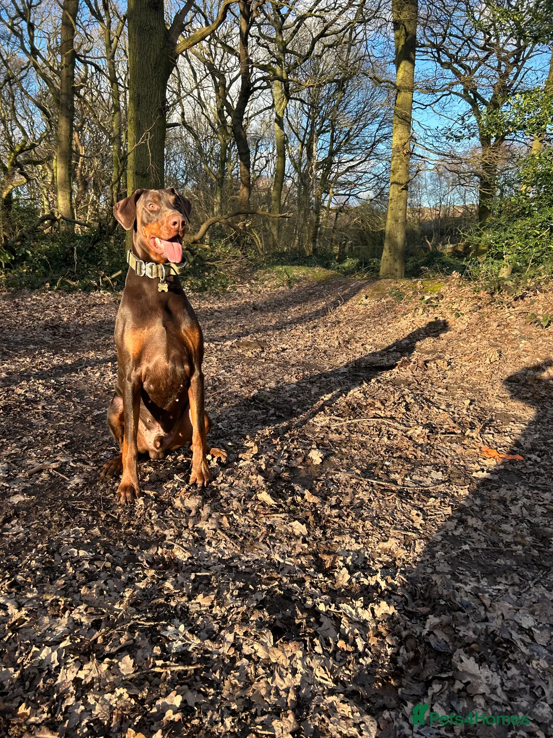 Dobermann dogs for stud: Doberman STUD available  - Advert 2