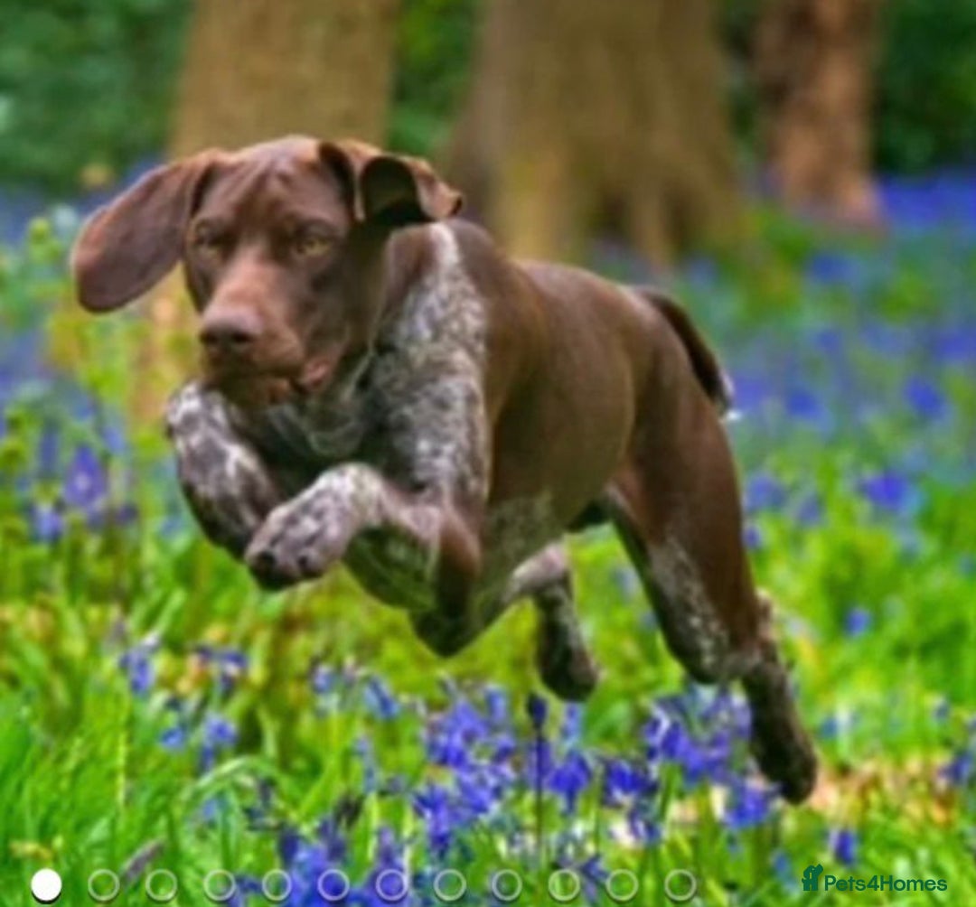 German Shorthaired Pointer dogs for sale: Exceptionally Well Bred German Shorthair Pointer  - Image 15