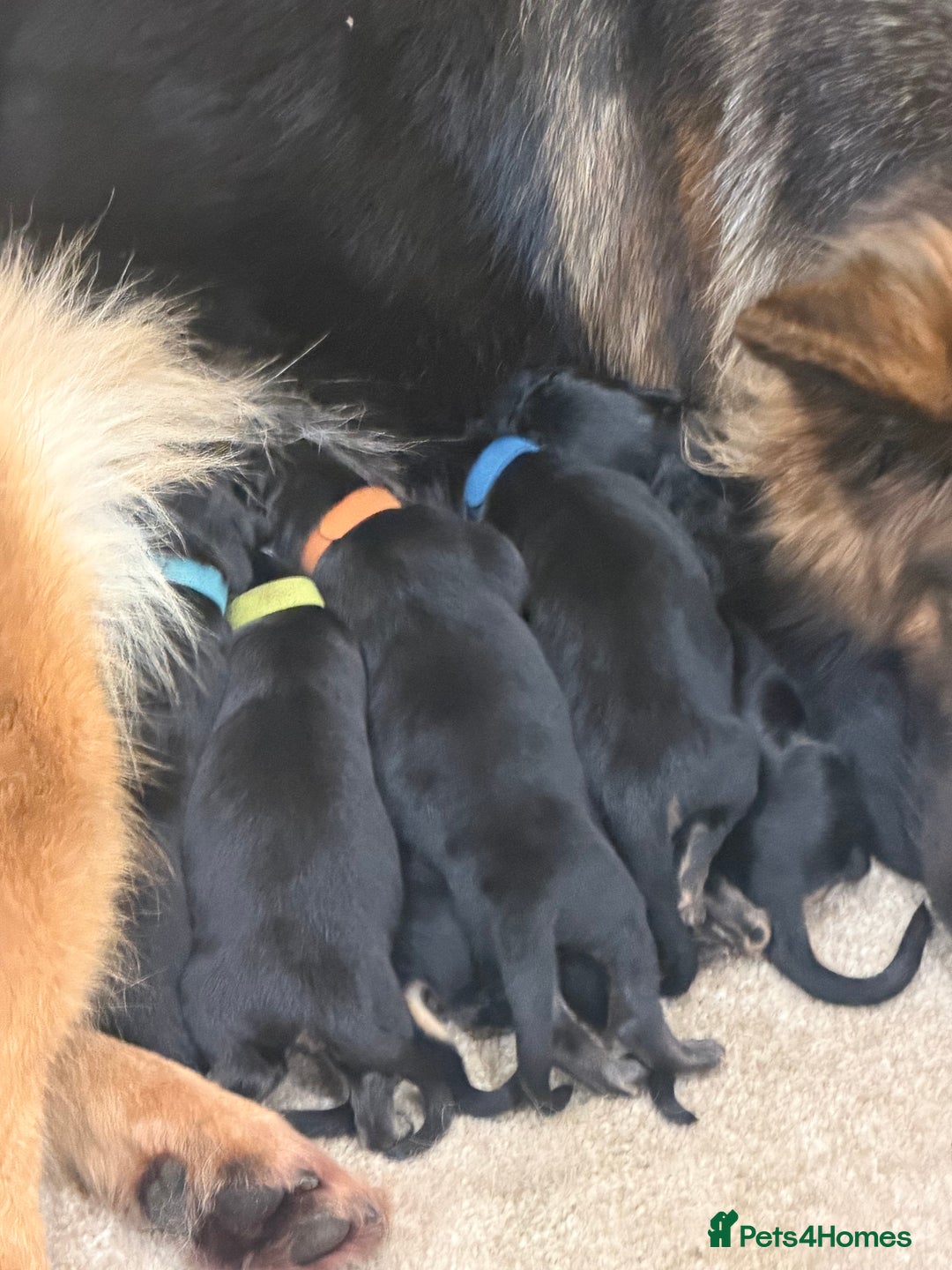 German Shepherd dogs for sale: Long haired German shepherd puppies  - Advert 3