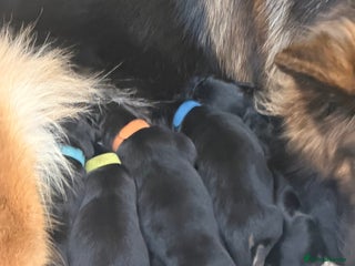 German Shepherd dogs KC registered Long haired German shepherd puppies - Advert 2