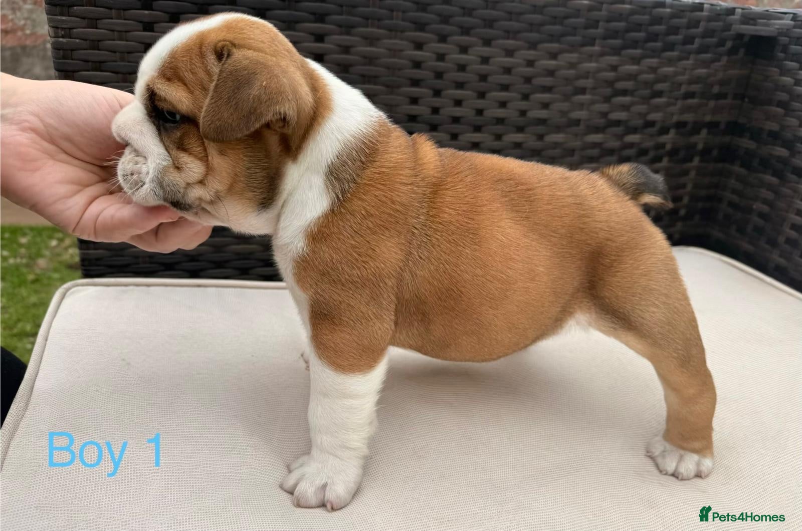English Bulldog dogs Health Bred KC Reg Bulldogs | BOAS 0 Parents - Advert 1