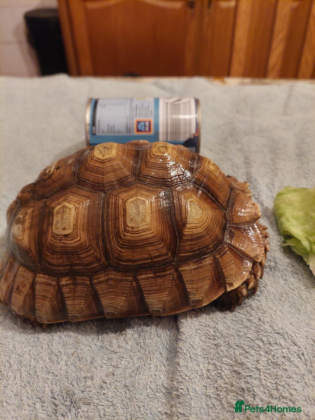 Tortoise reptiles for sale: Female Sulcata - Advert 3