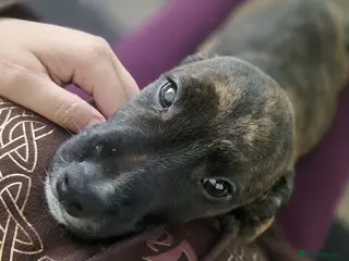 Mixed Breed dogs Mix breed - Advert 4