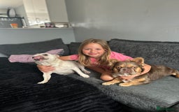 French Bulldog dogs for sale: Beautiful merle and platinum frenchies  - Image 8
