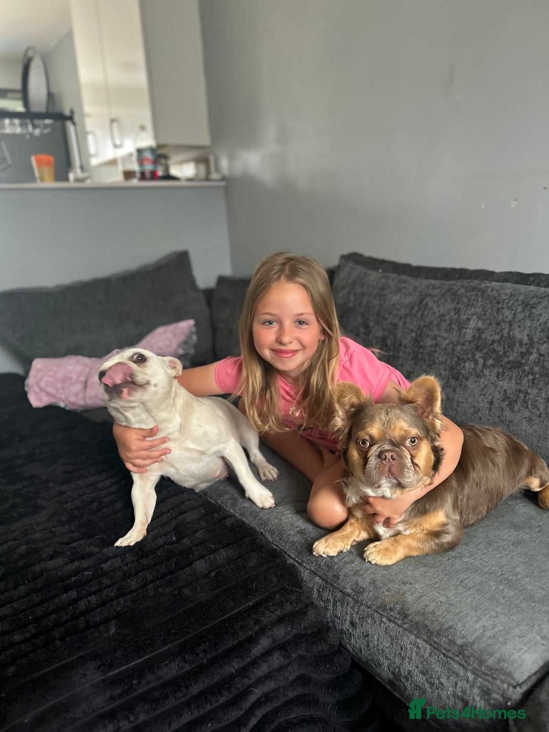 French Bulldog dogs for sale: Beautiful merle and platinum frenchies  - Image 8