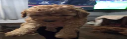 Cockapoo dogs for sale: Cockapoo  - Advert 2