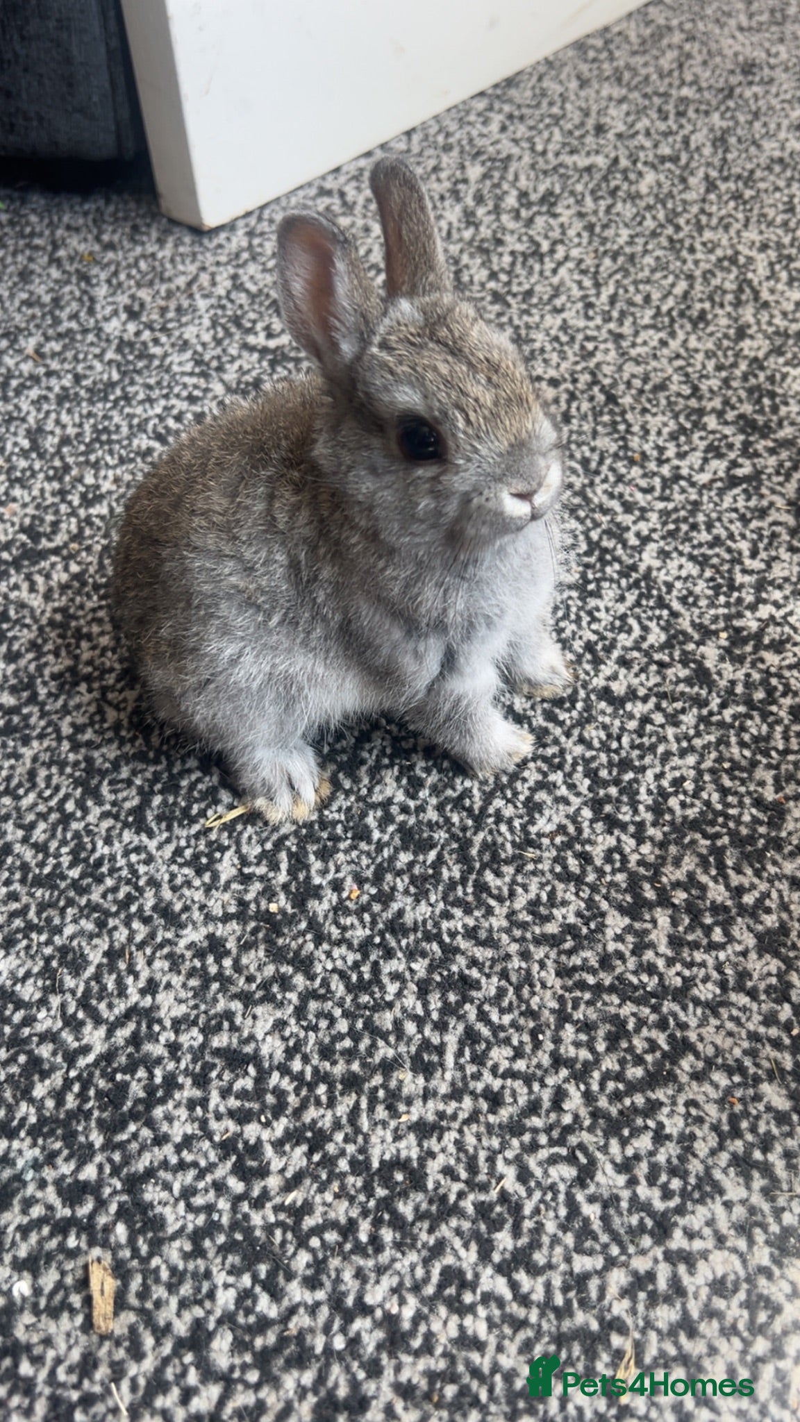 Dwarf Lop rabbits Dwarf lop and Netherland dwarf - Advert 8