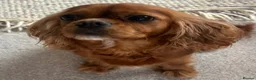 Cavalier King Charles Spaniel dogs for sale: Lovely 5yr old ruby CKCS  - Advert 6