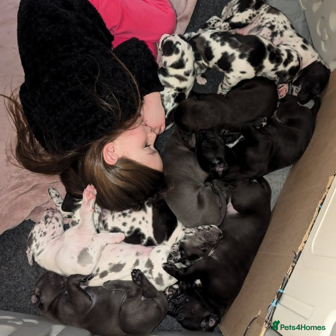 Great Dane dogs for sale: Fully DNA Tested & CLEAR Great Dane Pups - Image 3