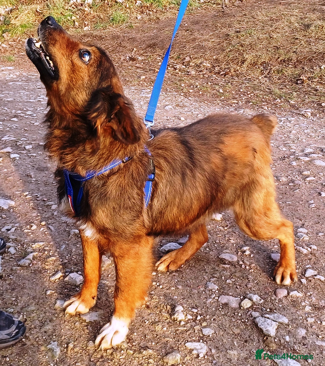 Mixed Breed dogs for adoption: Meet Charlie - a Lovely old boy, for a loving Home - Image 13