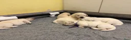 Golden Retriever dogs for sale: KC registered golden retriever puppies available  in Cambridge - Advert 6