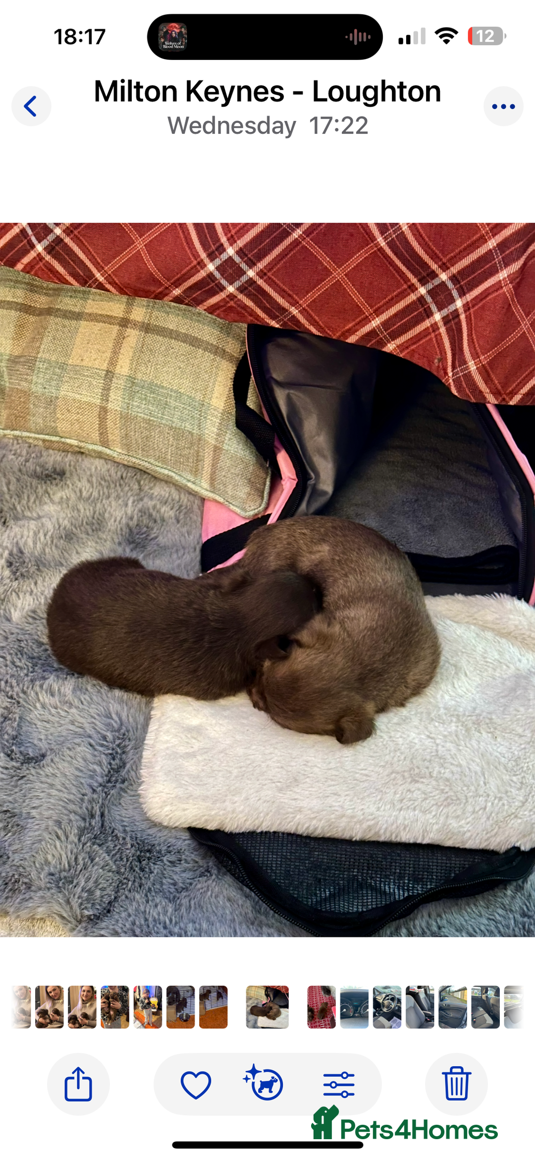 Chihuahua dogs for sale: X2 Gorgeous Chihuahua little ladies - Advert 11